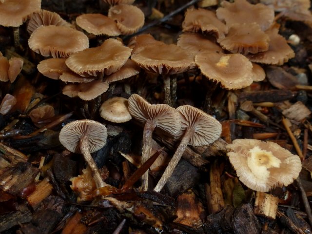 Psilocybe inquilina, Feingeriefter Kahlkopf